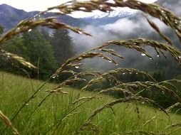 grasses in dew drops on mountain meadow, austria, zell am see