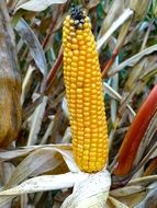 Yellow corn cob