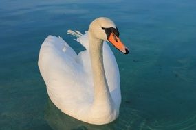 swan on the water on the lake