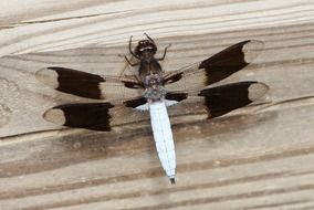 white-tailed dragonfly on a wooden surface
