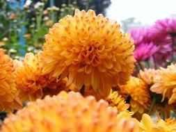 bright yellow dahlia in the garden