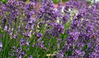 lavender blossom bloom