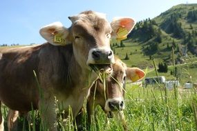 two cows on mountain pasture on a sunny day