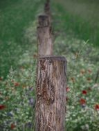 Poppies near a fence in a meadow