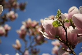 beautiful pink magnolia blossoms
