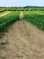 Landscape of twins in a field