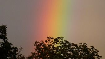 rainbow over the treetops