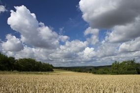 clear sky with white clouds over a wheat field