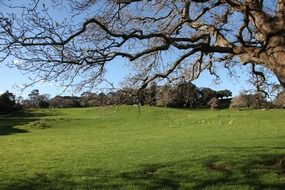 natural cornwall park in auckland in new zealand