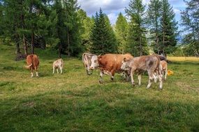 different cows on alpine meadow