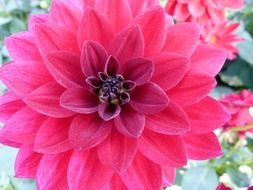 dahlia flower plant garden nature