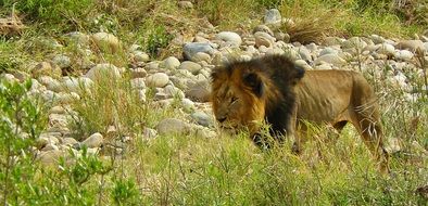 Lion on a safari