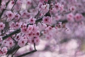 Flowering of Japanese cherries