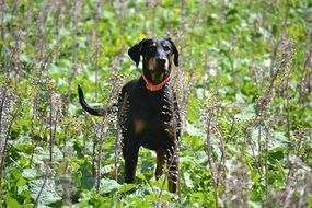 doberman among high grass