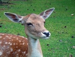 small roe deer in nature