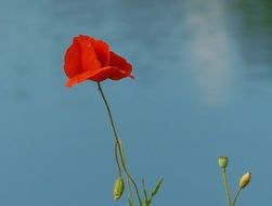 beautiful poppy at blur background
