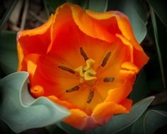 macro photo of an open orange tulip bud