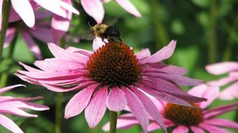 bee flying away echinacea flower