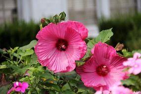 pink hibiscus flowers in the garden