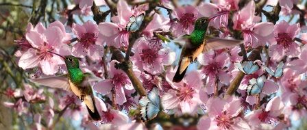 Pink flowers on a tree in the park