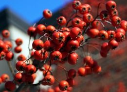 red rowan berries closeup