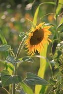 Beautiful and blooming sunflower on the field on a sunny day