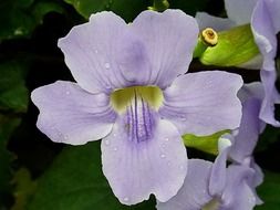 drops of water on purple orchid buds