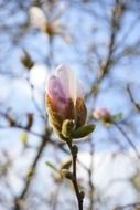 Flowering magnolia