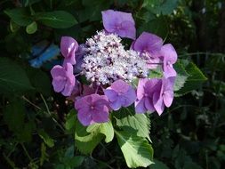 shrub with purple hydrangea