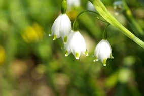 very beautiful snowdrop flowers