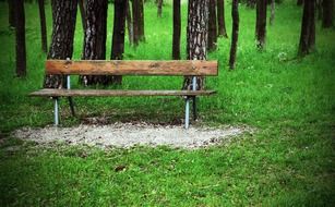 wooden bench beneath trees