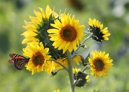 beautiful butterfly on a sunflower