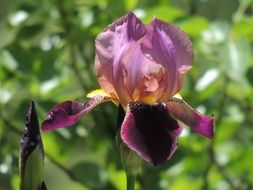 beautiful and delightful iris flower