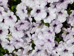 Light purple petunia flowers