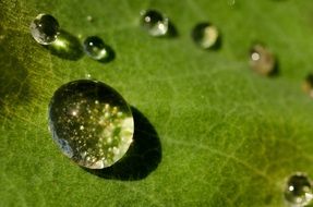 drop of water on the leaf closeup