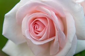 delicate bud of pink rose
