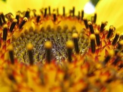 middle of a sunflower close up