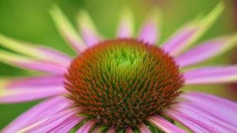 close-up shot of a floral blossom