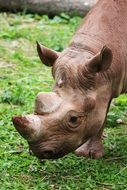 portrait of wild rhinoceros animal