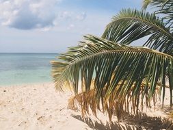 palm tree on a sunny tropical beach