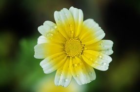 white and yellow flower
