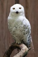 cute white predatory owl