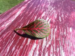 leaf on the pink table