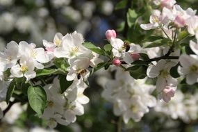 apple trees blooming in spring