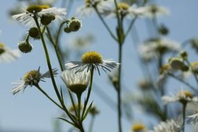 white chamomile plants in the garden