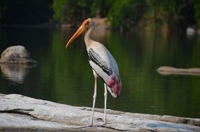 crane on the shore of the pond