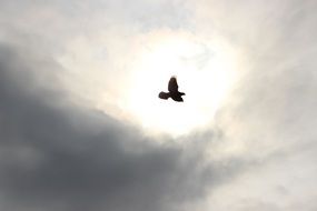 Pigeon in the sky