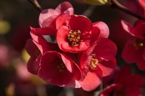 quince red flower