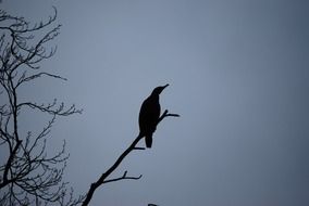 black bird on a tree branch at dusk with grey sky