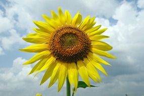 photo of sunflower against the sky